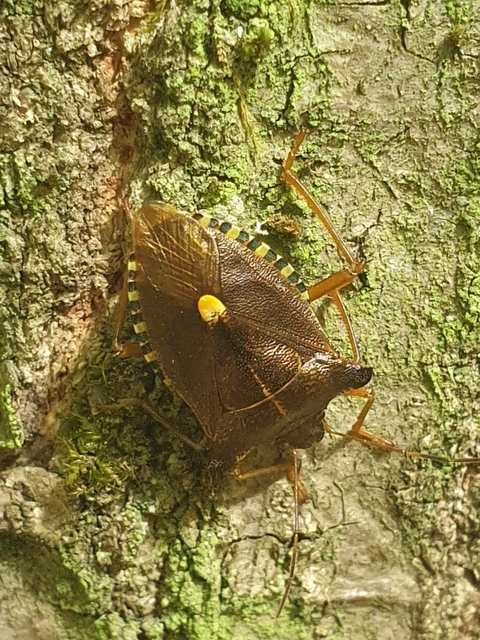 Pentatoma rufipes - vöröslábú címerespoloska Pentatoma rufipes - vöröslábú címerespoloska