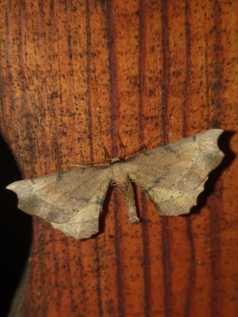 Artiora evonymaria - kecskerágó-araszoló