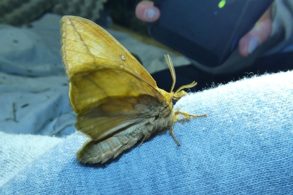 Euthrix potatoria - szomjas pohók