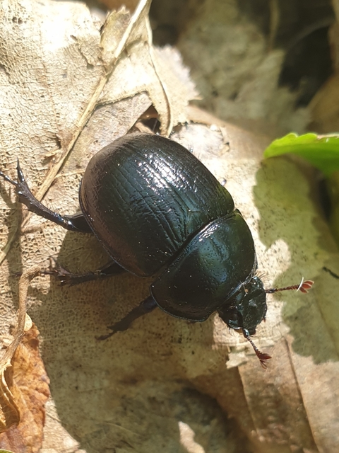 Anoplotrupes stercorosus - erdei álganéjtúró