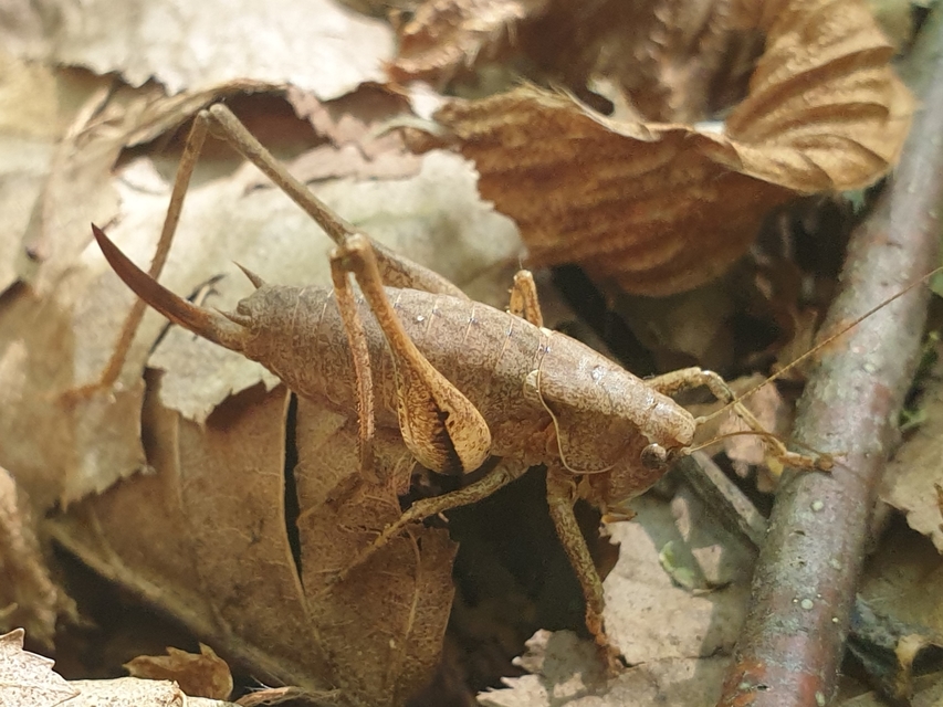 Pholidoptera griseoaptera - szürke avarszöcske
