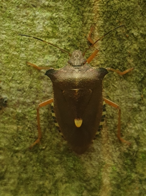 Pentatoma rufipes - vöröslábú címerespoloska Pentatoma rufipes - vöröslábú címerespoloska