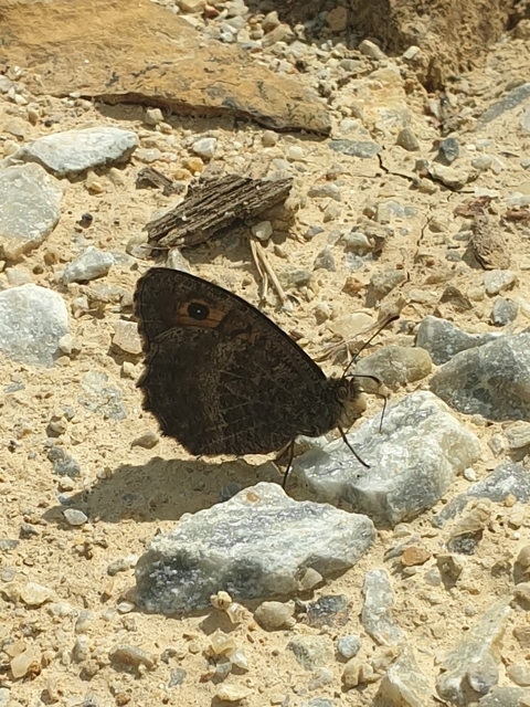 Arethusana arethusa - közönséges szemeslepke