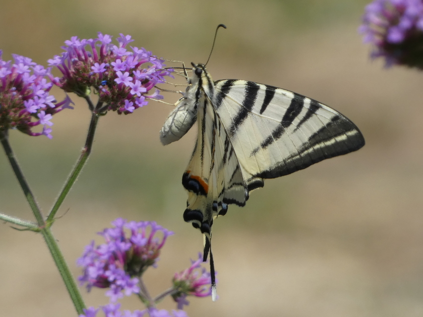 Iphiclides podalirius - kardoslepke