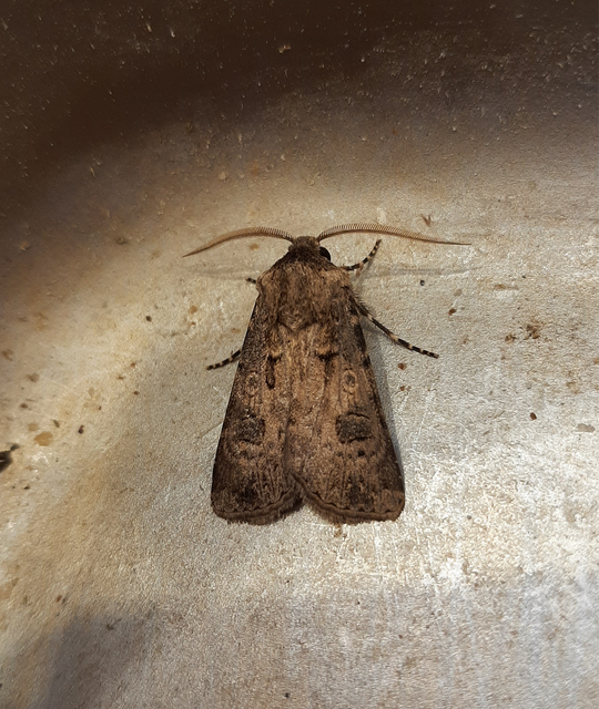 Agrotis bigramma - kétjegyű földibagoly