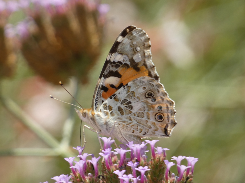 Vanessa cardui - bogáncslepke