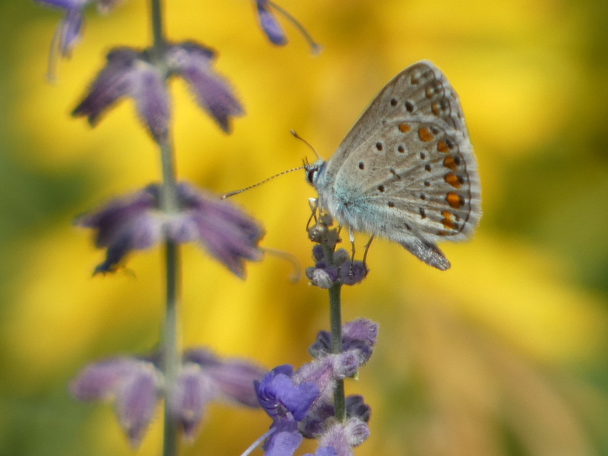 Polyommatus icarus - közönséges boglárka