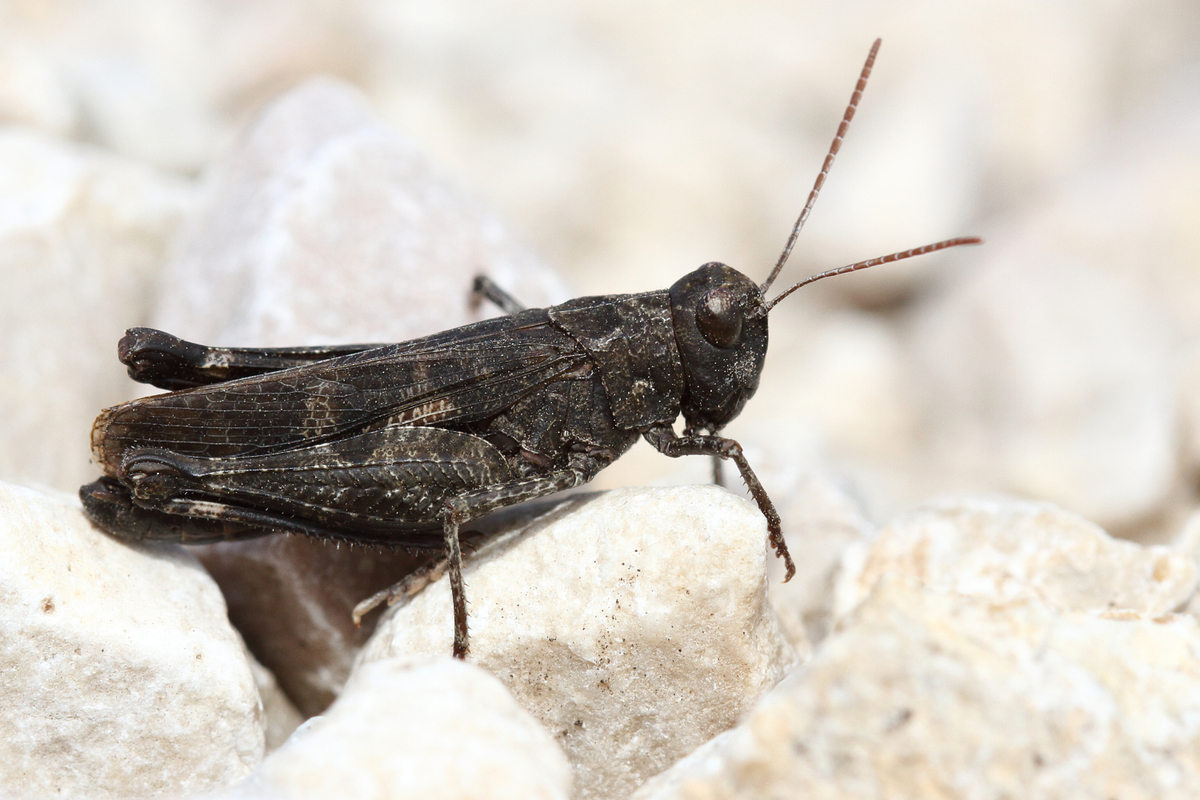 Celes variabilis - szerecsensáska