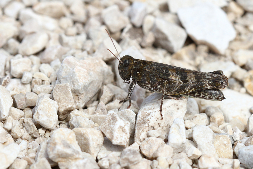 Celes variabilis - szerecsensáska