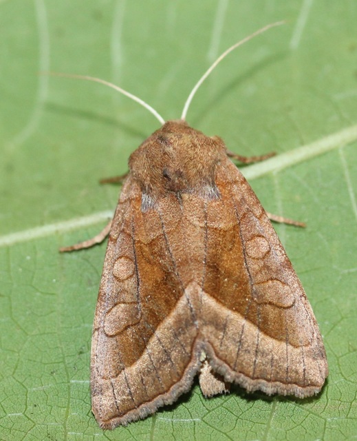 Hydraecia micacea - csillogó acsalapubagoly