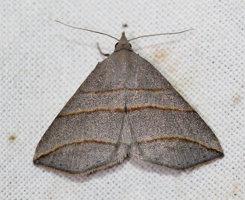 Colobochyla salicalis - háromsávos törpebagoly