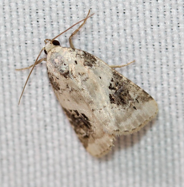 Pseudeustrotia candidula - fehéres apróbagoly