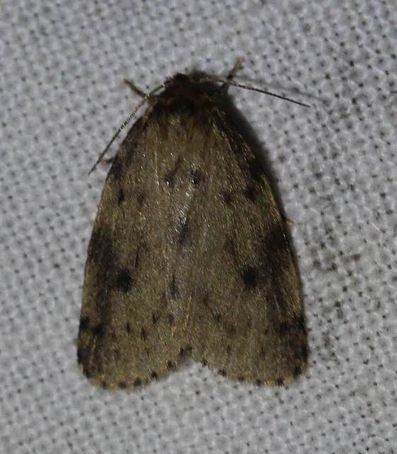 Thumata senex - mocsári medvelepke
