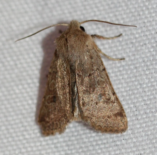 Propenistra laevis - könnyű őszibagoly