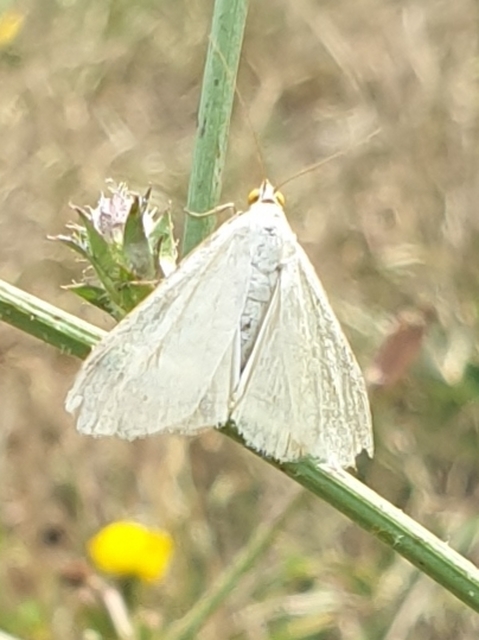 Sitochroa palealis - kénszárnyú dudvamoly