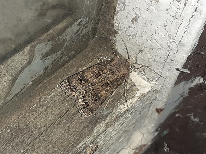 Agrotis bigramma - kétjegyű földibagoly