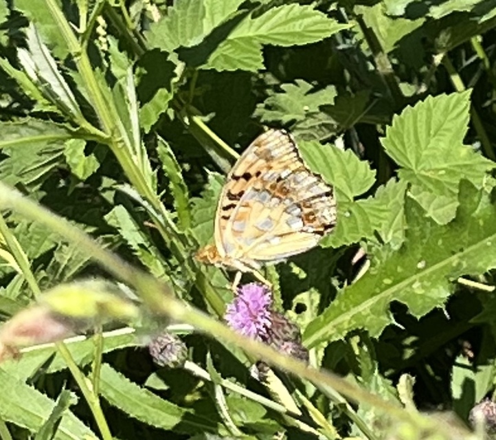 Argynnis adippe - ezüstös gyöngyházlepke