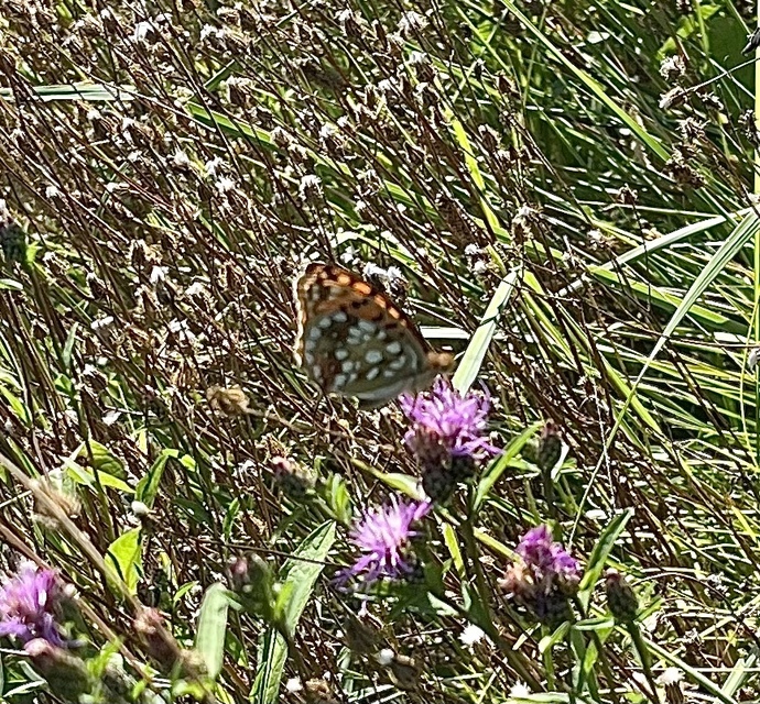 Argynnis adippe - ezüstös gyöngyházlepke