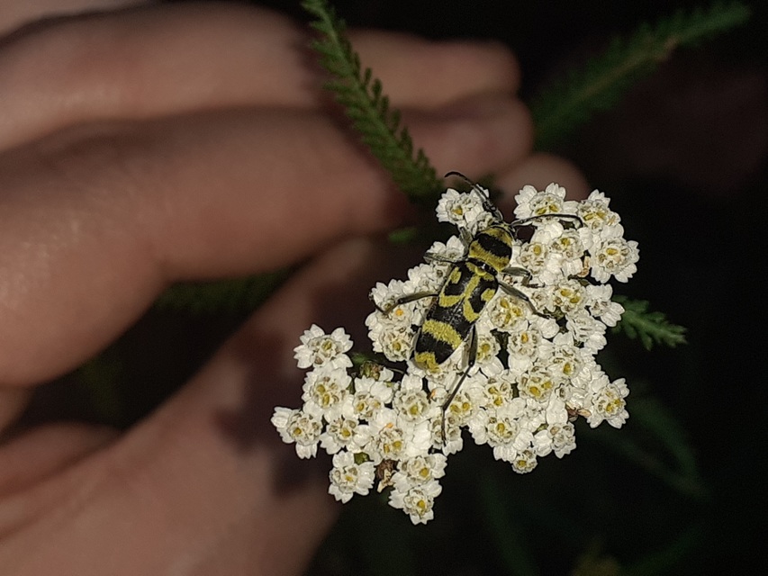 Chlorophorus varius - díszes darázscincér