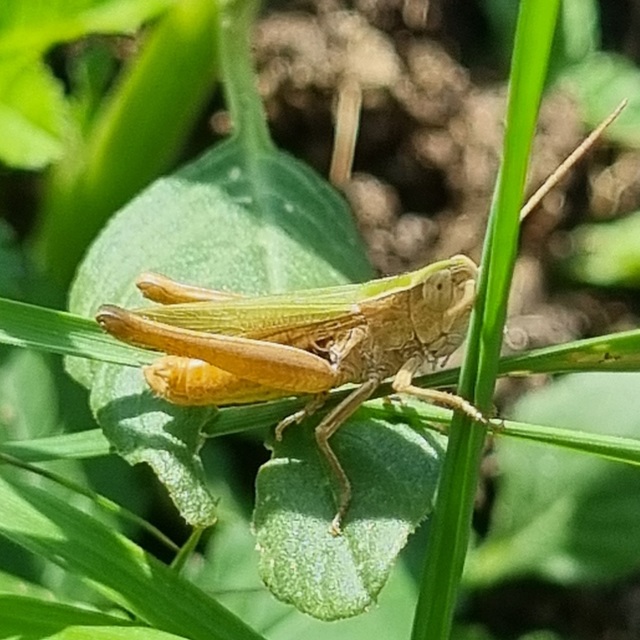 Chorthippus (Chorthippus) (subgenus)