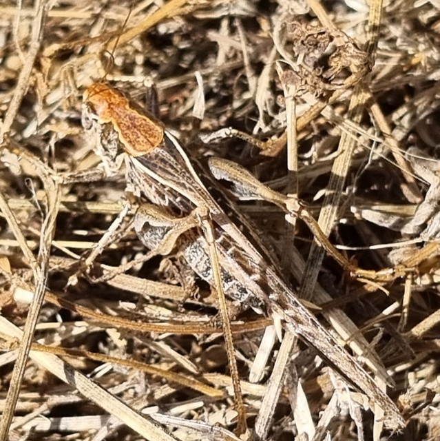 Platycleis affinis - púposhasú rétiszöcske