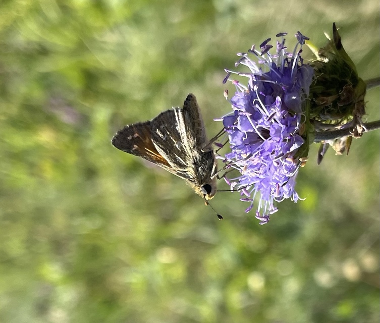 Hesperia comma - vesszős busalepke