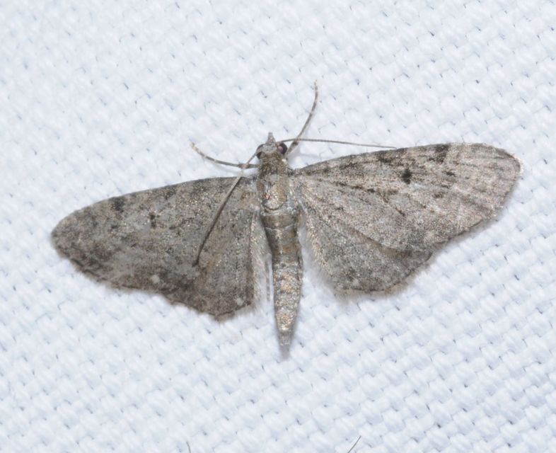 Eupithecia virgaureata - aranyvessző-törpearaszoló