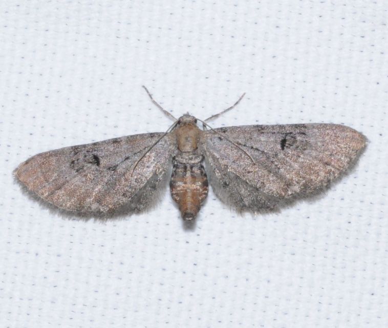 Eupithecia absinthiata - üröm-törpearaszoló