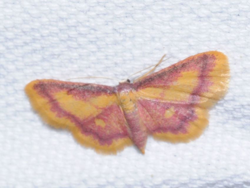 Idaea muricata - mocsári pirosaraszoló