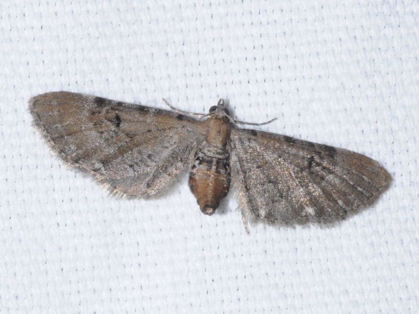 Eupithecia absinthiata - üröm-törpearaszoló