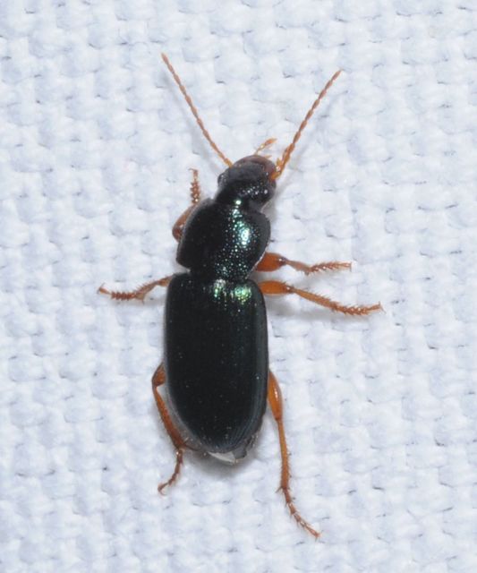 Ophonus azureus - azúrkék bársonyfutó