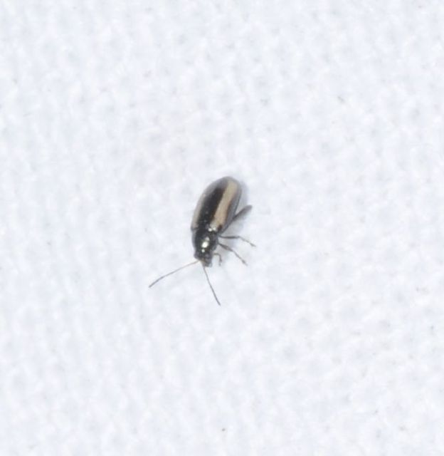 Phyllotreta