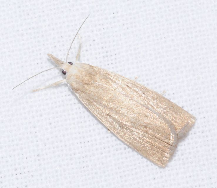Calamotropha paludella - barna nádlevélmoly