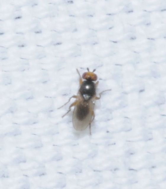 Chloropidae - gabonalegyek