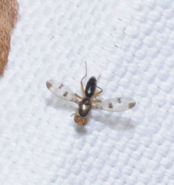 Geomyza