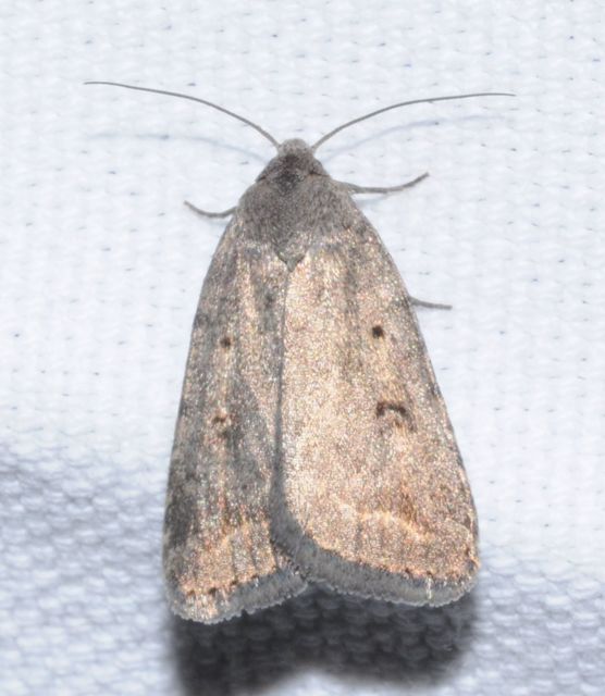 Athetis gluteosa - nyugtalan lápibagoly