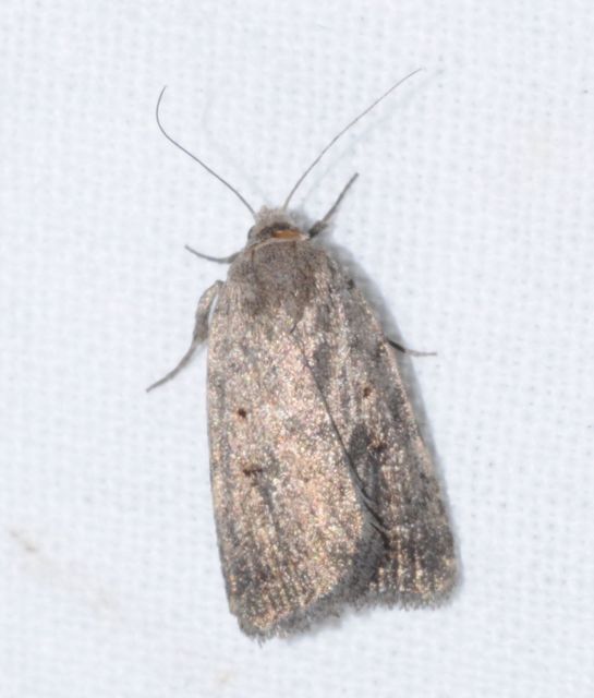 Athetis gluteosa - nyugtalan lápibagoly