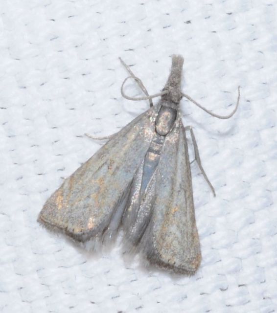 Platytes cerussella - törpe fűgyökérmoly
