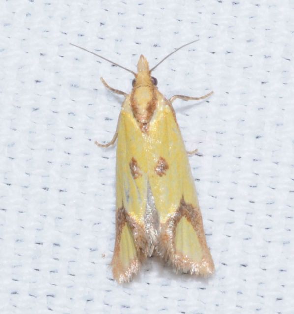 Agapeta zoegana - barnacsíkos sárgamoly
