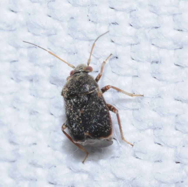 Charagochilus
