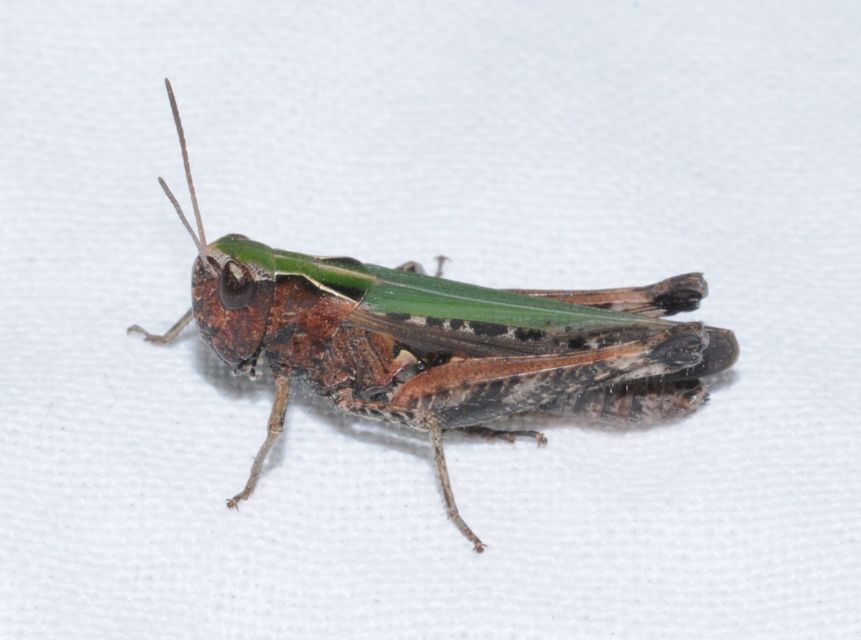 Omocestus rufipes - vöröshasú tarlósáska