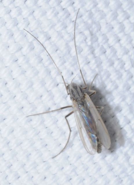 Chironomini