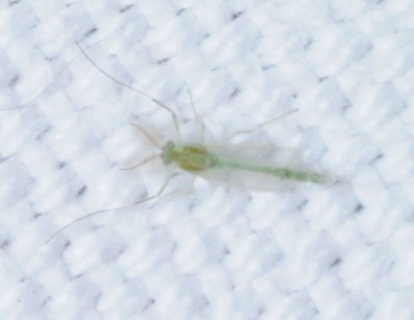 Chironominae