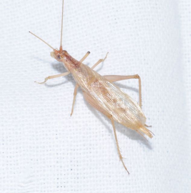 Oecanthus pellucens - pirregőtücsök