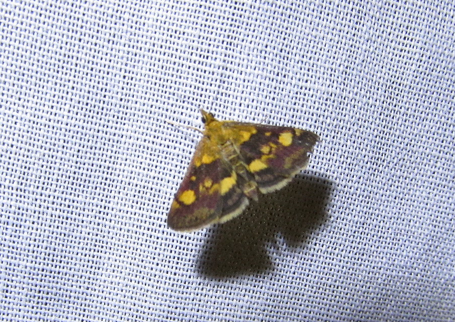 Pyrausta aurata - aranyló bíbormoly