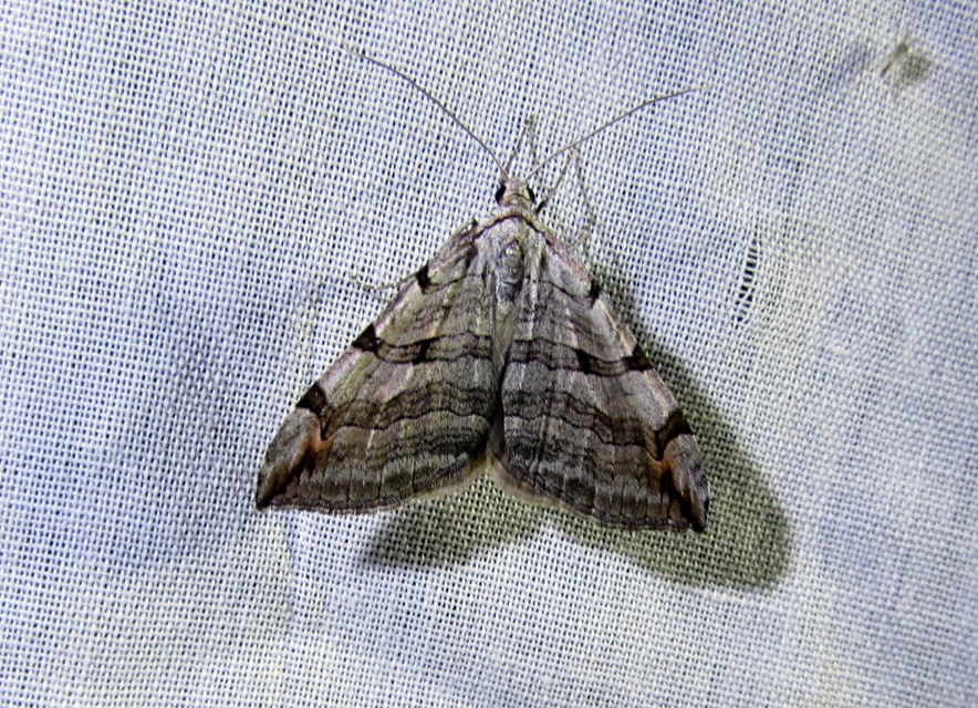 Aplocera efformata/plagiata