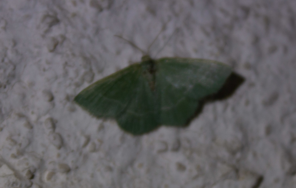 Chlorissa viridata/cloraria