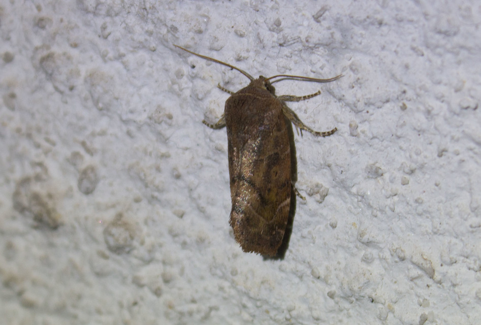 Cosmia affinis - barna lombbagoly