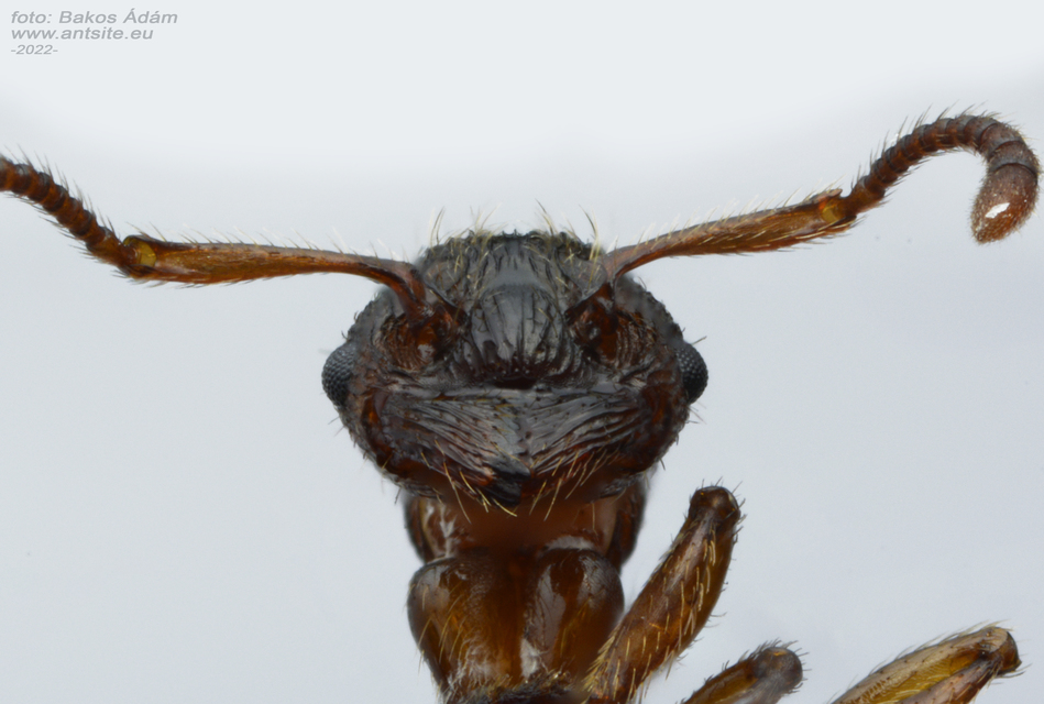 Myrmica curvithorax - sziki bütyköshangya