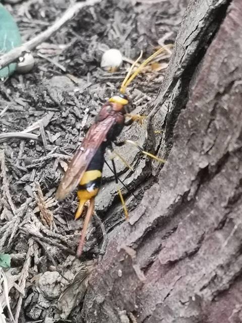 Urocerus augur